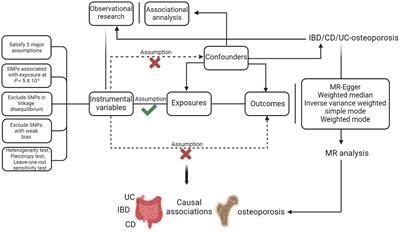 Two-sample Mendelian randomization analysis evaluates causal associations between inflammatory bowel disease and osteoporosis